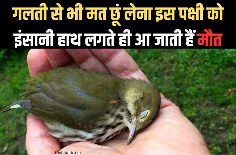 Titoni bird : जैसे ही लगाओगे हाथ आ जायेगी मौत, जानते हैं इस पक्षी के बारे में general knowledge की ये बात