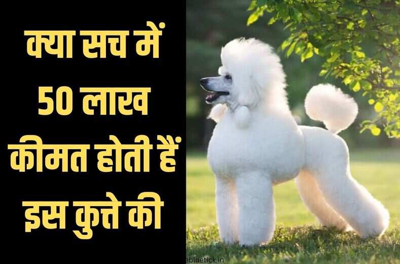 पूडल नस्ल के पिल्ले की कीमत आखिर होती कितनी हैं, क्या सच में दाम हो सकते हैं 50 लाख