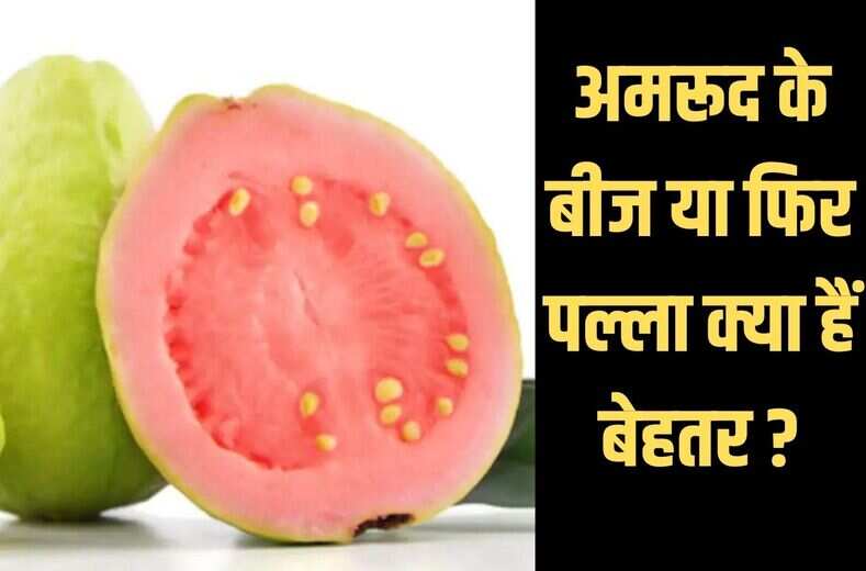 guava seeds : आखिर क्या हैं बेहतर अमरूद के बीज या पल्ला, जानिये ऐसी general knowledge जिसे सुन आपके होश उड़ जायेंगे