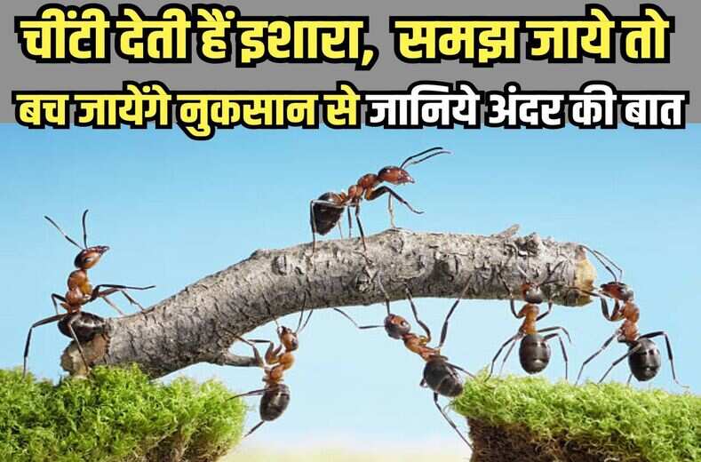 क्या आपके चावल के बर्तन से भी निकलती हैं चींटी, काली और लाल चींटी देती हैं बड़े भौकाल का इशारा, समझ जाये तो बच जायेंगे नुकसान से, जानिये अंदर की बात general knowledge questions के साथ