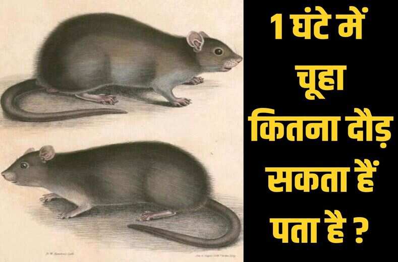 खाने में चूहा किस मिठाई की लगा सकता हैं वाट,1 घंटे में कितना दौड़ सकता हैं चूहा,जानिये general knowledge