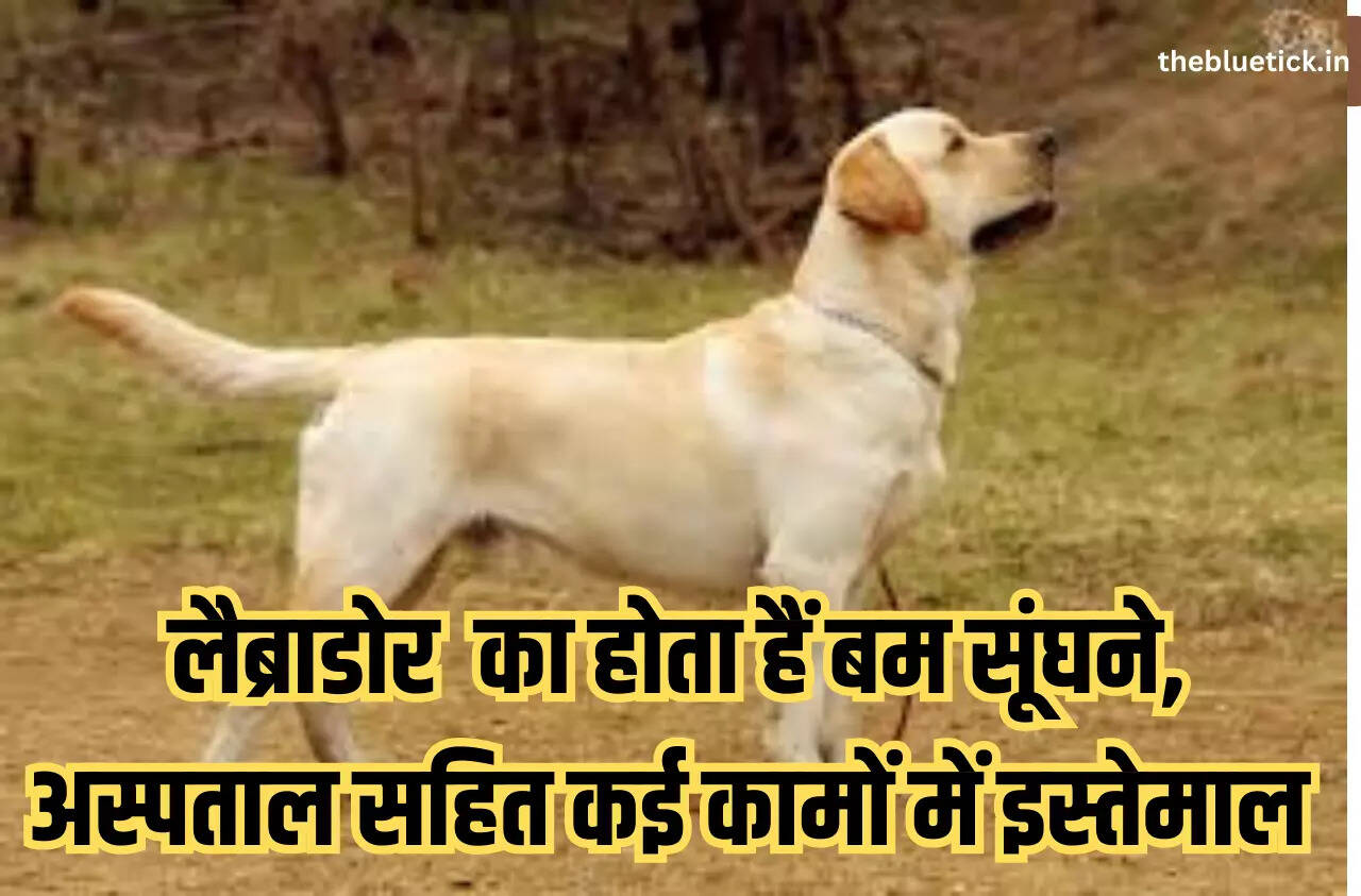 Labrador Retriever is a breed of dog whose loyalty is exemplified