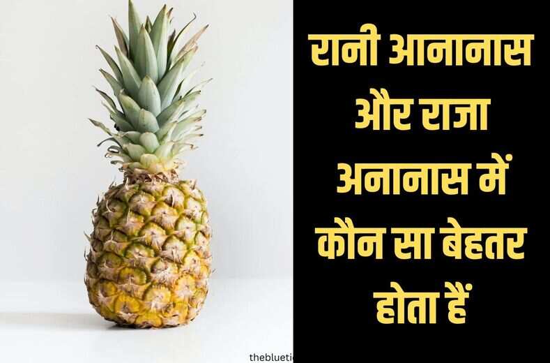 pineapple variety : 99 प्रतिश्त लोगों को नहीं पता रानी आनानास और राजा अनानास में कौन सा बेहतर होता हैं