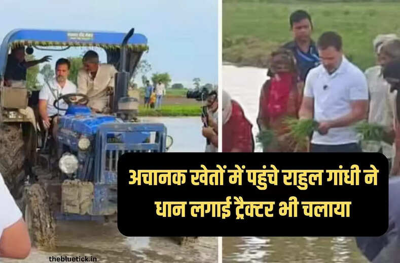  Rahul Gandhi In Haryana :  बाइक मैकेनिक और ट्रक ड्राइवर से चर्चा के बाद अब राहुल गांधी पहुंचे किसानों के बीच, धान लगाई और खेत जुताई करते हुए किसानों से की बातचीत
