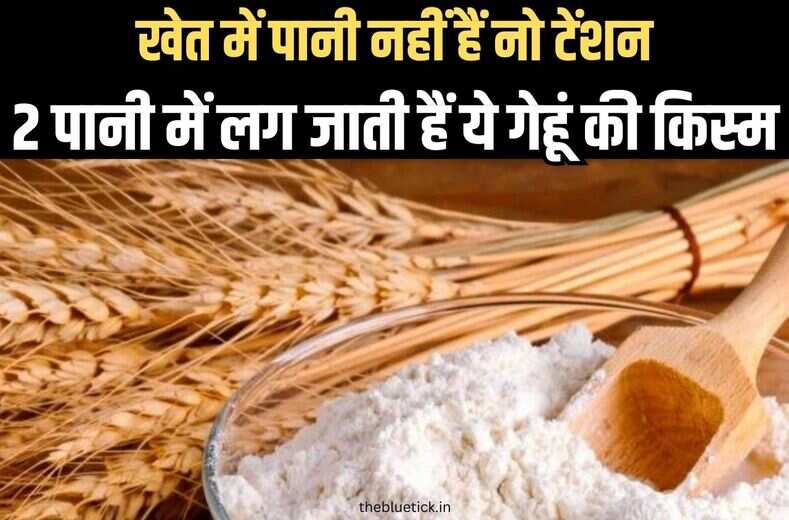 2 पानी से तैयार होने वाली गेहूं WH 1402 से लहलायेंगे खेत, यूनिवर्सिटी ने कर दिया कमाल,रेतिले एरिया में भी कामयाब