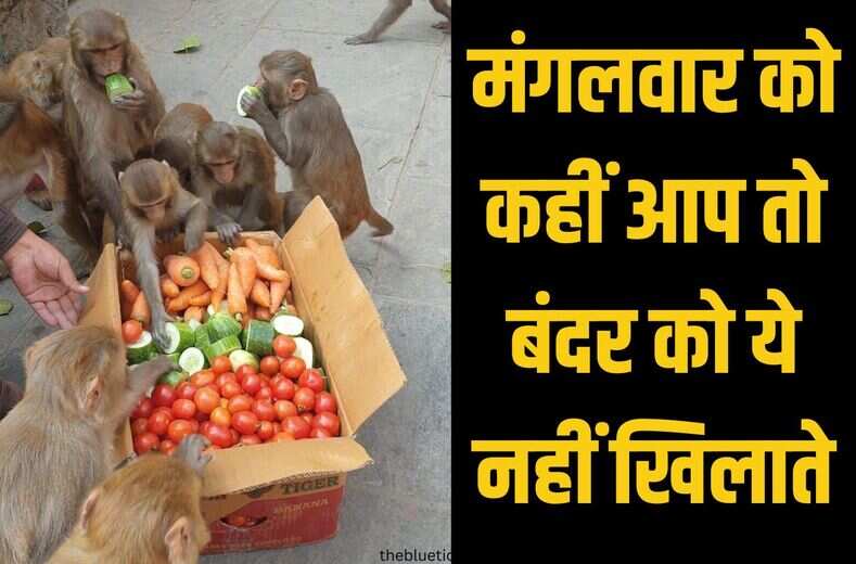 tuesday monkey : पुन: कमाने के चक्कर में कहीं मंगलवार को आप तो बंदर को ये नहीं खिलाते