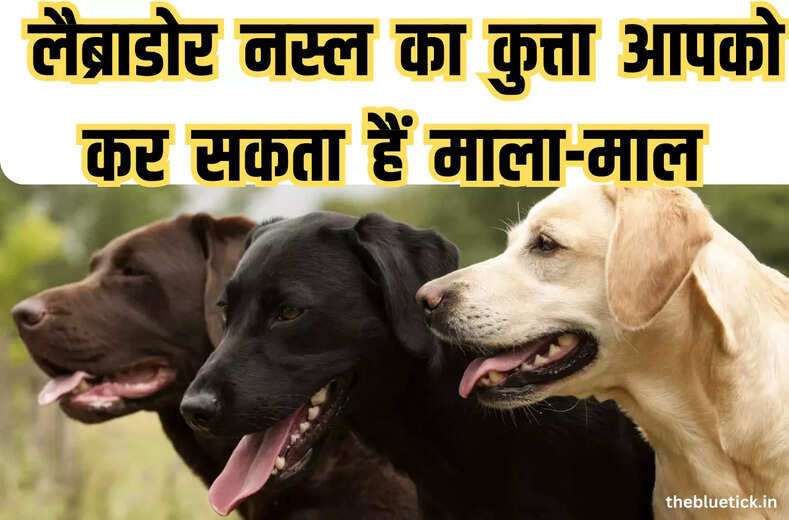 Labrador Retriever is a breed of dog whose loyalty is exemplified