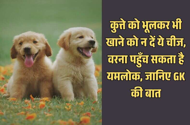 कुत्ते को भूलकर भी खाने को न दें ये चीज, वरना पहुँच सकता है यमलोक, जानिए GK की बात