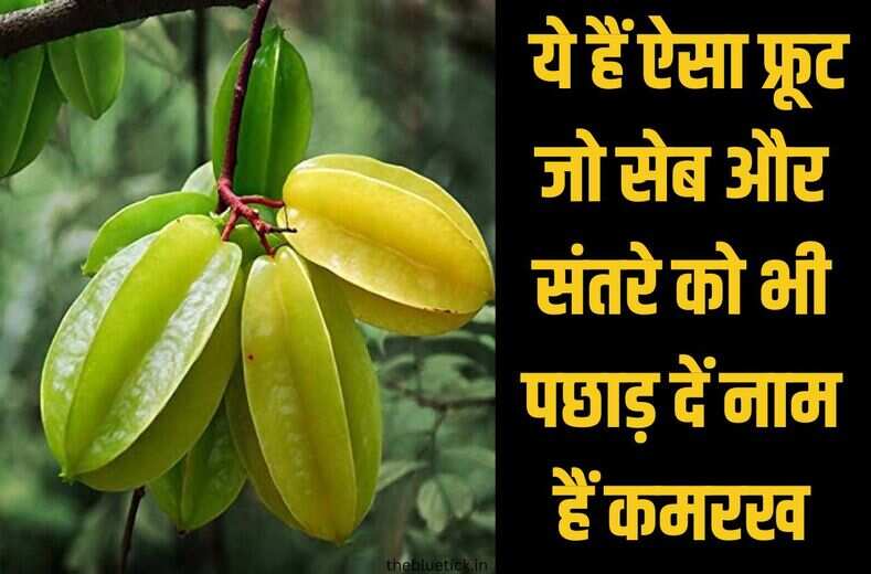 फ्रूट का बेहताज बादशाह हैं 'कमरख',गुणकारी इतना कि सेब और संतरे को भी पछाड़ दें, फायदे सुन उड़ जायेंगे होश