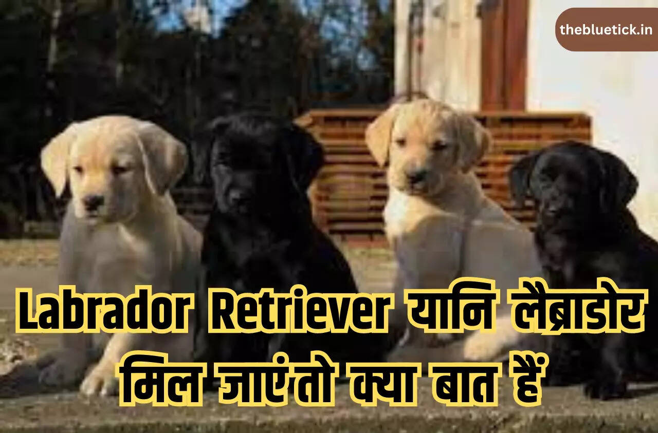 Labrador Retriever is a breed of dog whose loyalty is exemplified